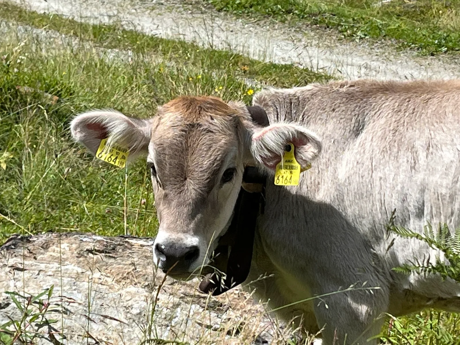 Eine Kuh mit gelber Ohrmarke steht auf der Weide im Garneratal
